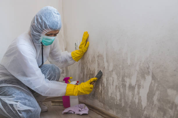 Best Commercial Mold Removal  in Bridgeport, WV