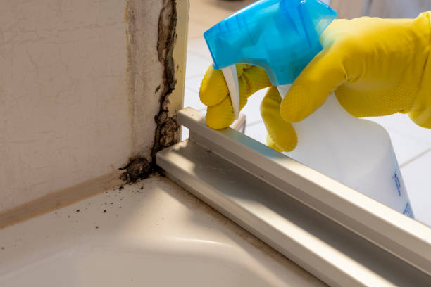Best Mold Cleaning Services  in Bridgeport, WV