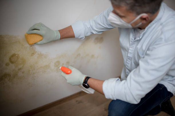 Best Mold Testing  in Bridgeport, WV