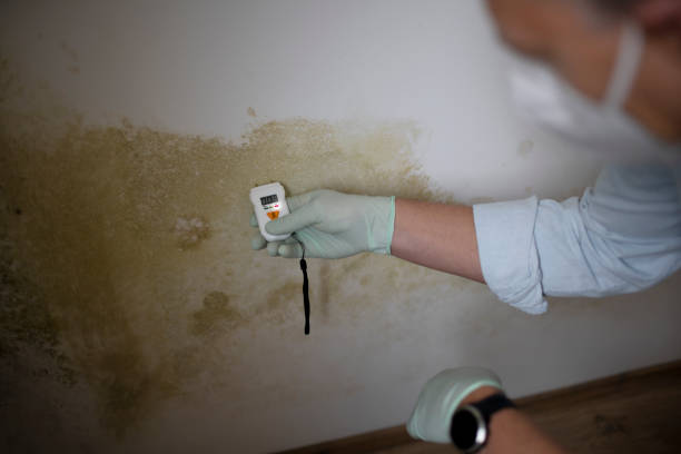 Best Toxic Mold Removal  in Bridgeport, WV