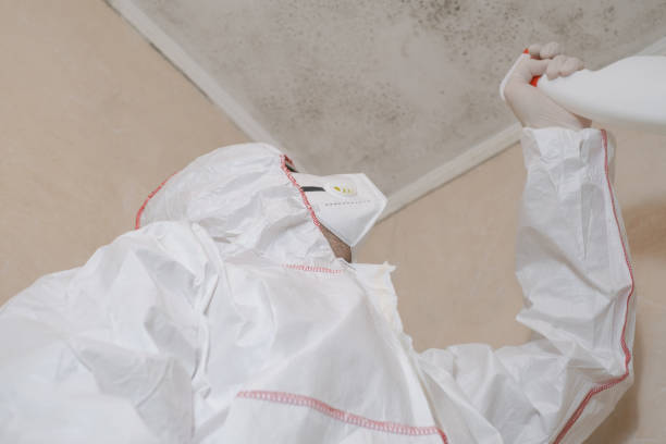 Best Mold Removal Company Near Me  in Bridgeport, WV