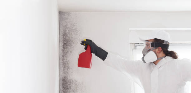 Best Home Mold Removal  in Bridgeport, WV