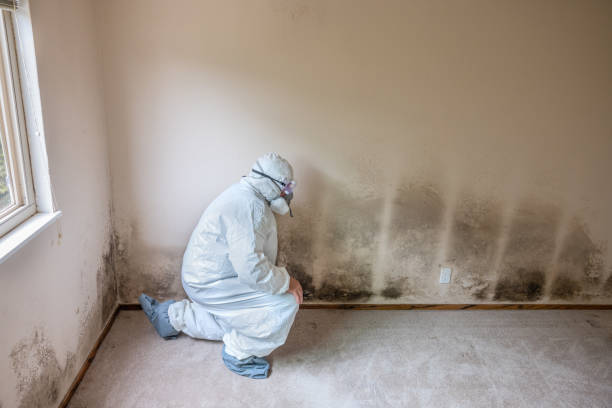 Best Emergency Mold Removal  in Bridgeport, WV