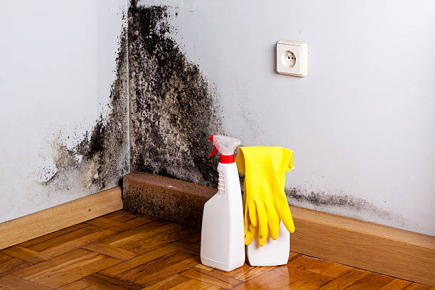 Best Attic Mold Removal  in Bridgeport, WV
