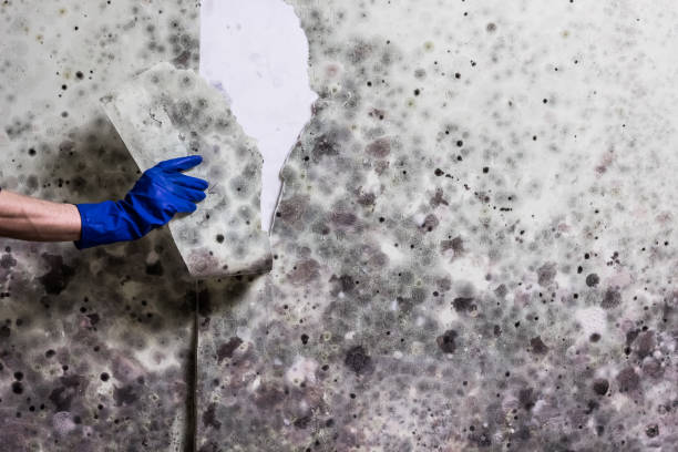 Best Mold Damage Repair  in Bridgeport, WV