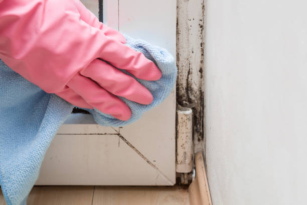 Best Toxic Mold Removal  in Bridgeport, WV