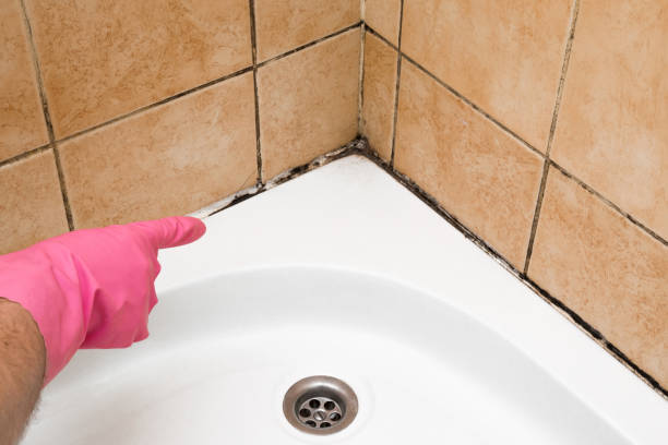 Attic Mold Removal in Bridgeport, WV